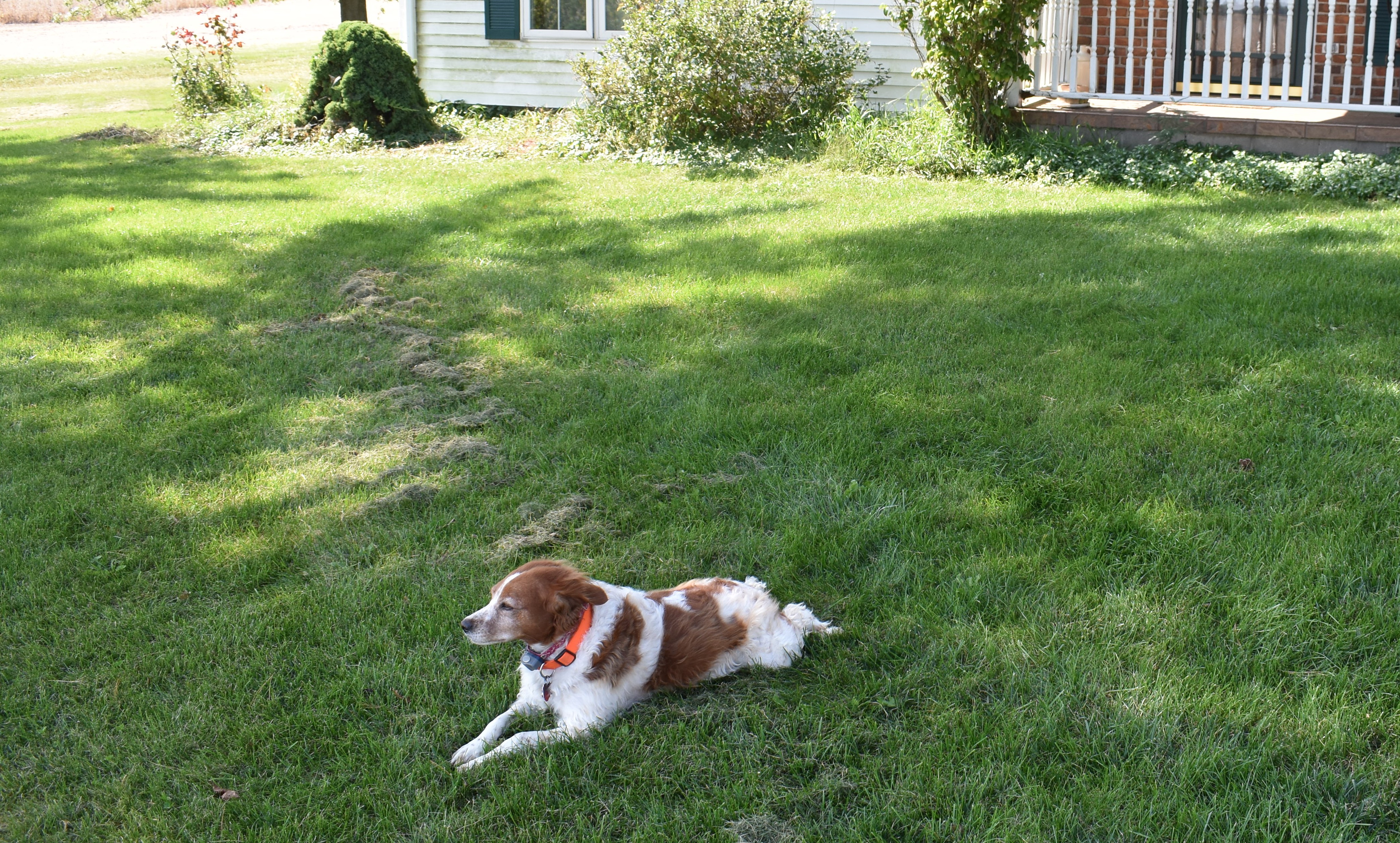 Molly